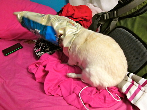 Милые собаки, щенки, прячутся, фото