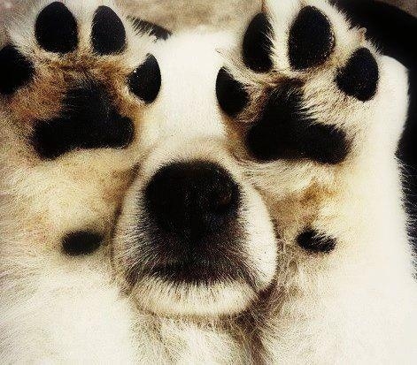 Милые собаки, щенки, прячутся, фото