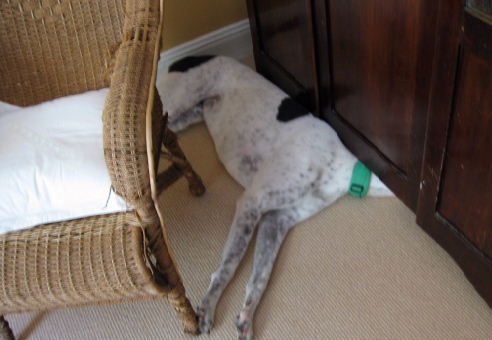 Милые собаки, щенки, прячутся, фото