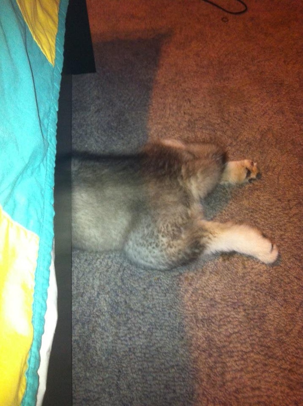 Милые собаки, щенки, прячутся, фото