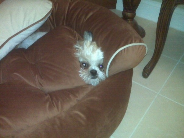 Милые собаки, щенки, прячутся, фото