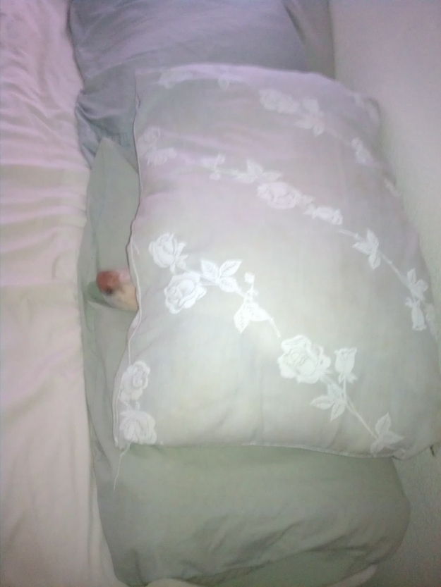 Милые собаки, щенки, прячутся, фото