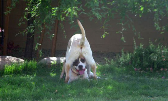 Милые собаки, щенки, прячутся, фото