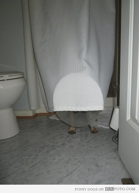 Милые собаки, щенки, прячутся, фото