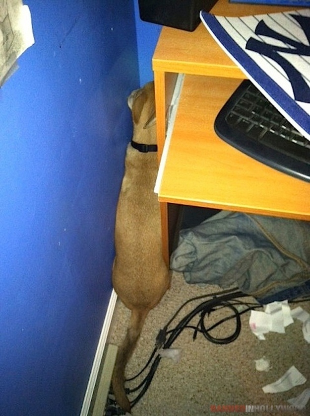 Милые собаки, щенки, прячутся, фото