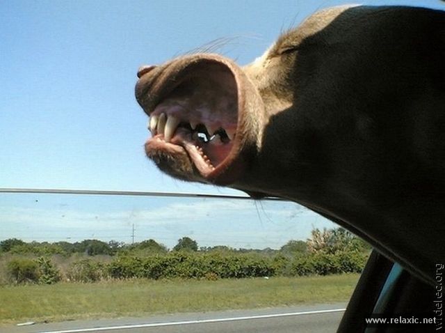 в нужный момент, поймать кадр, лови момент