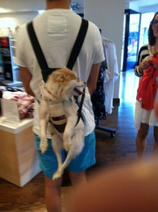 Человеческая глупость, тупость, чудаки