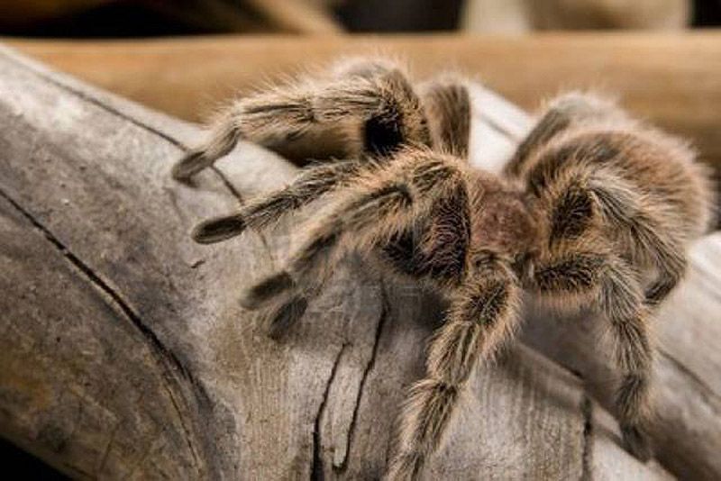 Позитивные и познавательные факты обо всём на свете Позитивные, познавательные, факты