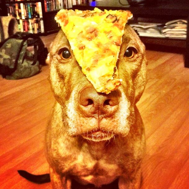 Скаут, питбуль, терпеливый, пёс, scout