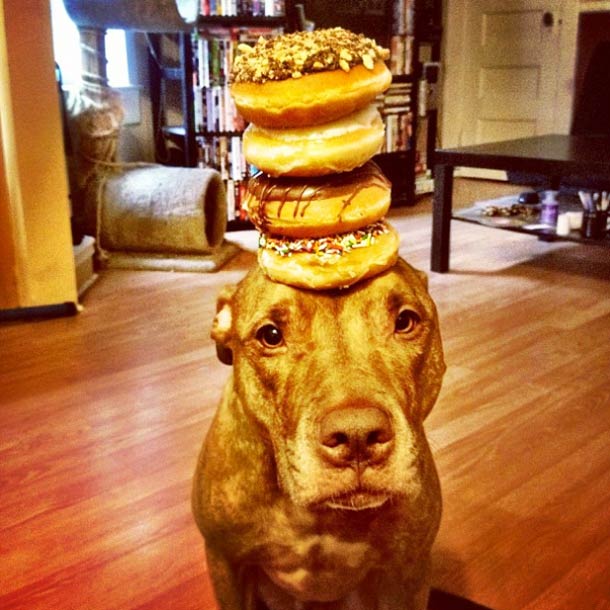 Скаут, питбуль, терпеливый, пёс, scout