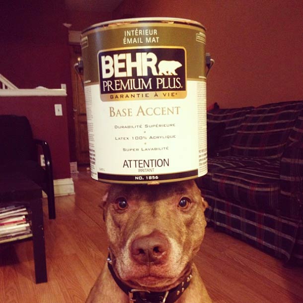 Скаут, питбуль, терпеливый, пёс, scout