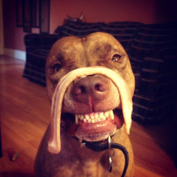 Скаут, питбуль, терпеливый, пёс, scout