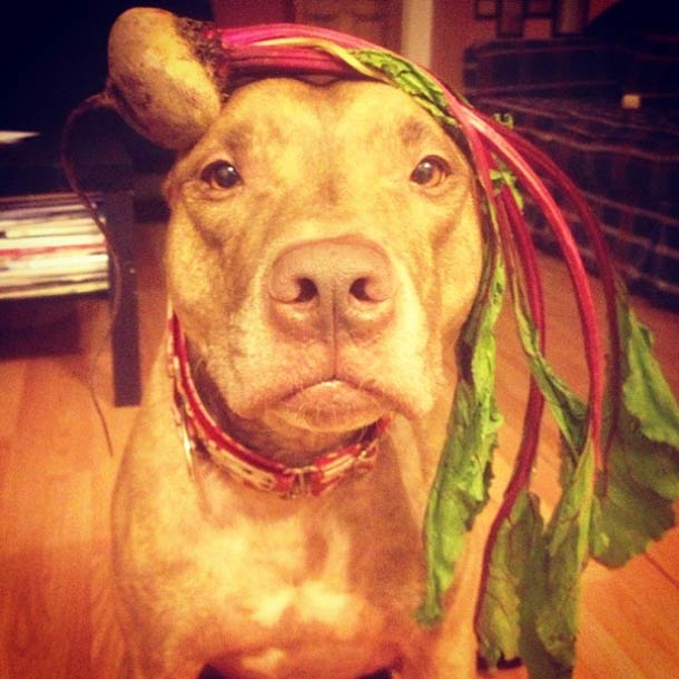 Скаут, питбуль, терпеливый, пёс, scout