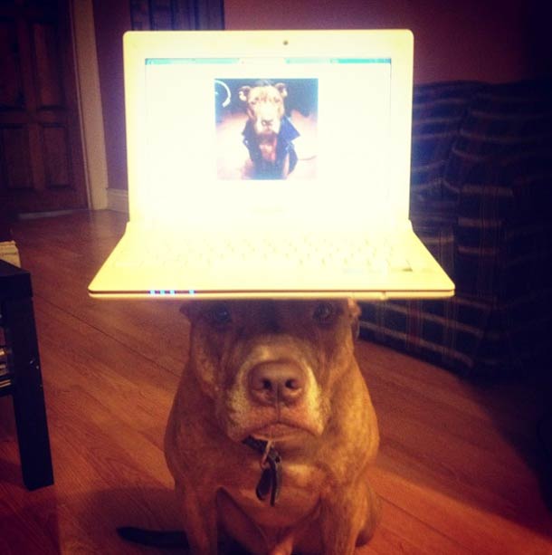 Скаут, питбуль, терпеливый, пёс, scout