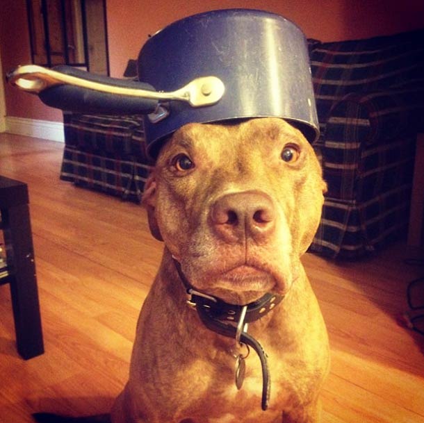 Скаут, питбуль, терпеливый, пёс, scout