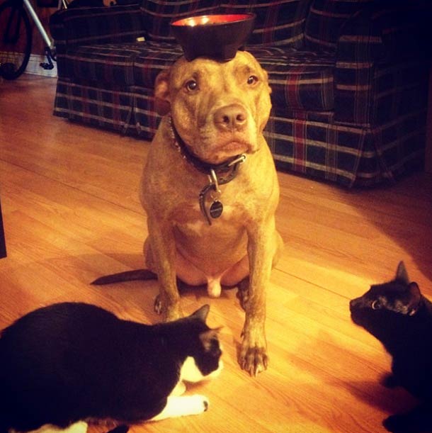 Скаут, питбуль, терпеливый, пёс, scout