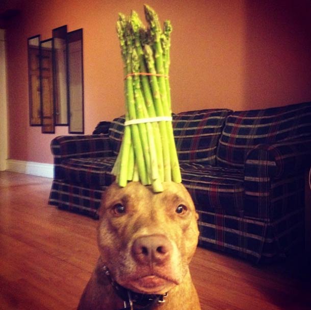 Скаут, питбуль, терпеливый, пёс, scout