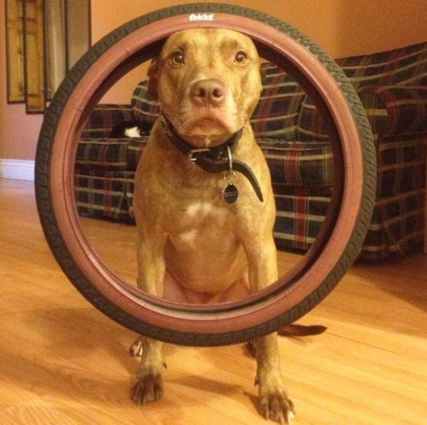 Скаут, питбуль, терпеливый, пёс, scout