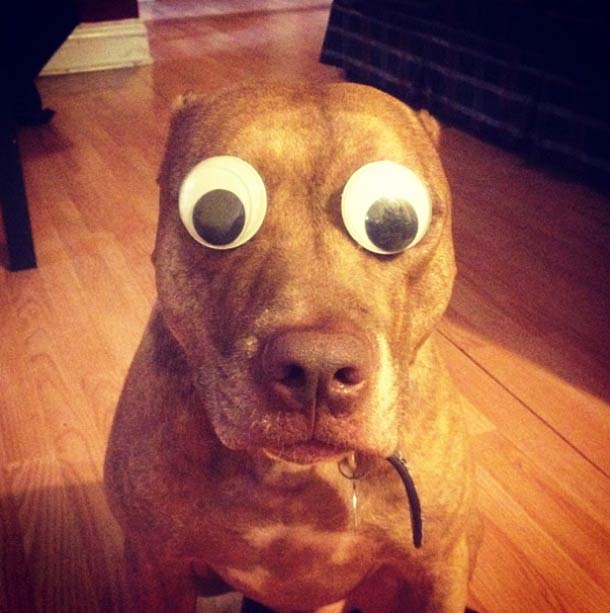 Скаут, питбуль, терпеливый, пёс, scout