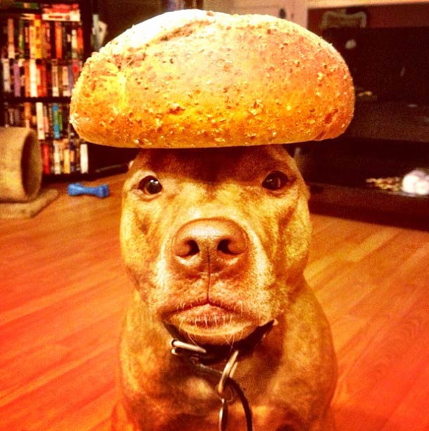 Скаут, питбуль, терпеливый, пёс, scout