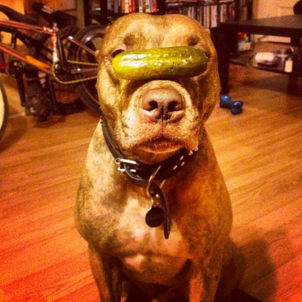 Скаут, питбуль, терпеливый, пёс, scout