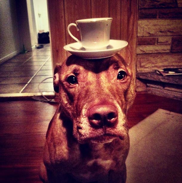 Скаут, питбуль, терпеливый, пёс, scout