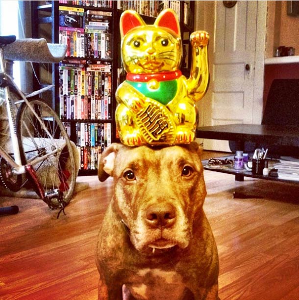 Скаут, питбуль, терпеливый, пёс, scout