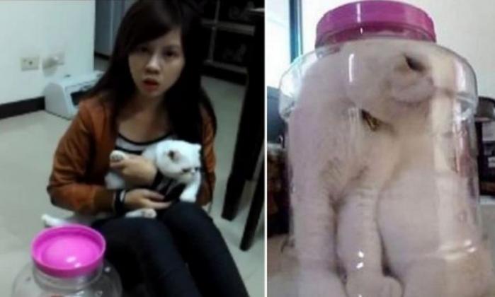 кошка в банке,Тайваньская студентка, срок,жестокое обращение с кошкой, Kiki Lin