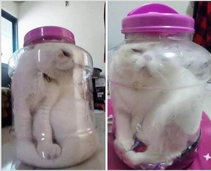 кошка в банке,Тайваньская студентка, срок,жестокое обращение с кошкой, Kiki Lin