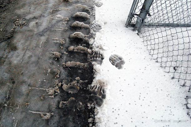 Обувь, оставляющая, следы, животных, медведя, шлепки, на песке, на снегу