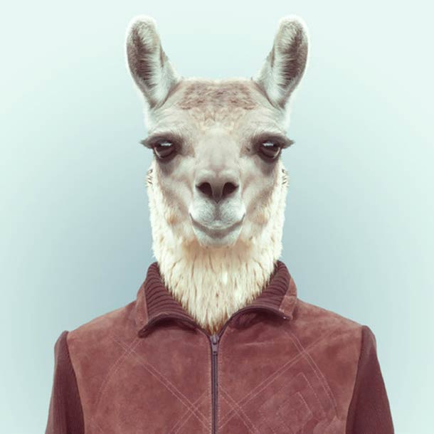 Яго Партал, Зоопортреты,одетые животные