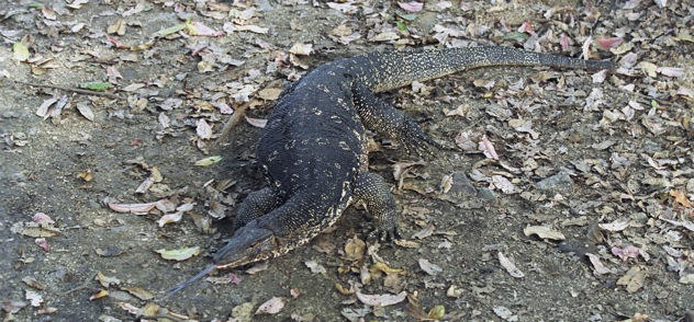 10 самых страшных и опасных черепах и ящериц Самые, опасные, ящерицы, черепахи, фото