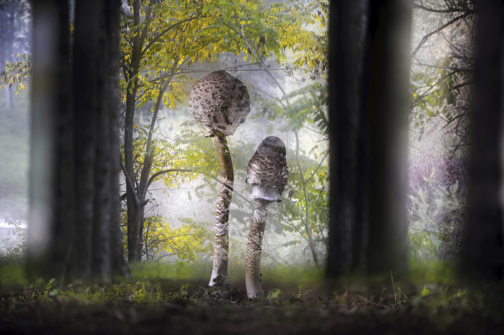 Фотографии с выставки Участники, конкурс, Wildlife Photographer,2013