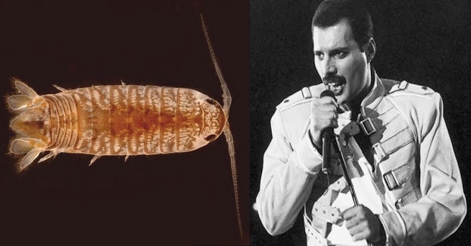 организмы, в честь, знаменитости,актёры, по нелепым причинам 