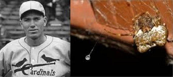 организмы, в честь, знаменитости,актёры, по нелепым причинам 