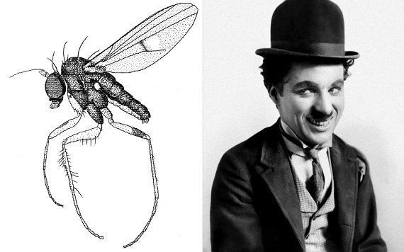 организмы, в честь, знаменитости,актёры, по нелепым причинам 