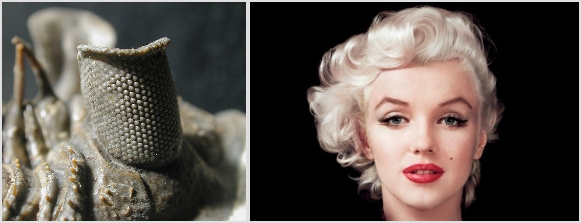 организмы, в честь, знаменитости,актёры, по нелепым причинам 