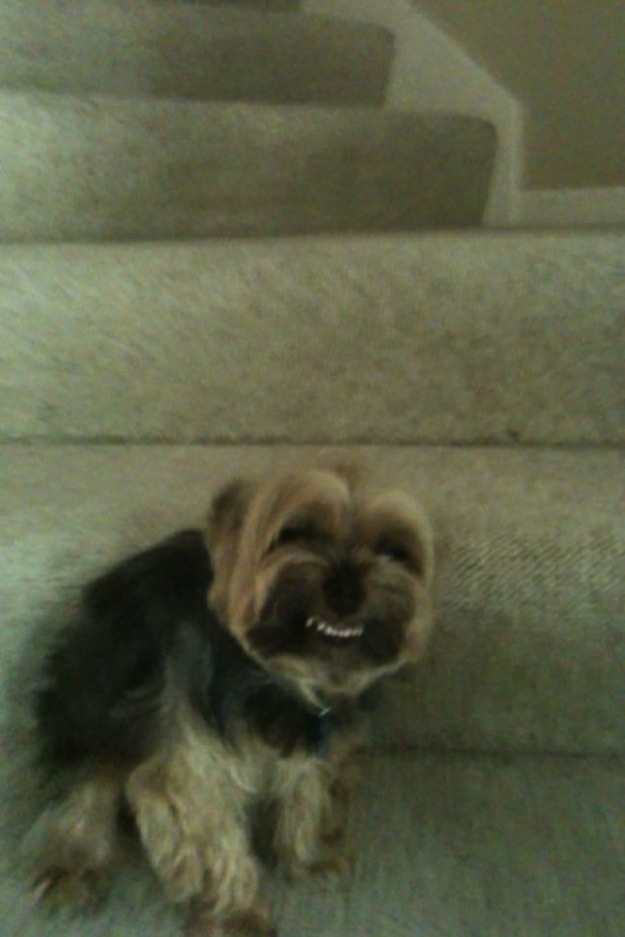 смешные собаки, смешные моменты с  собаками 