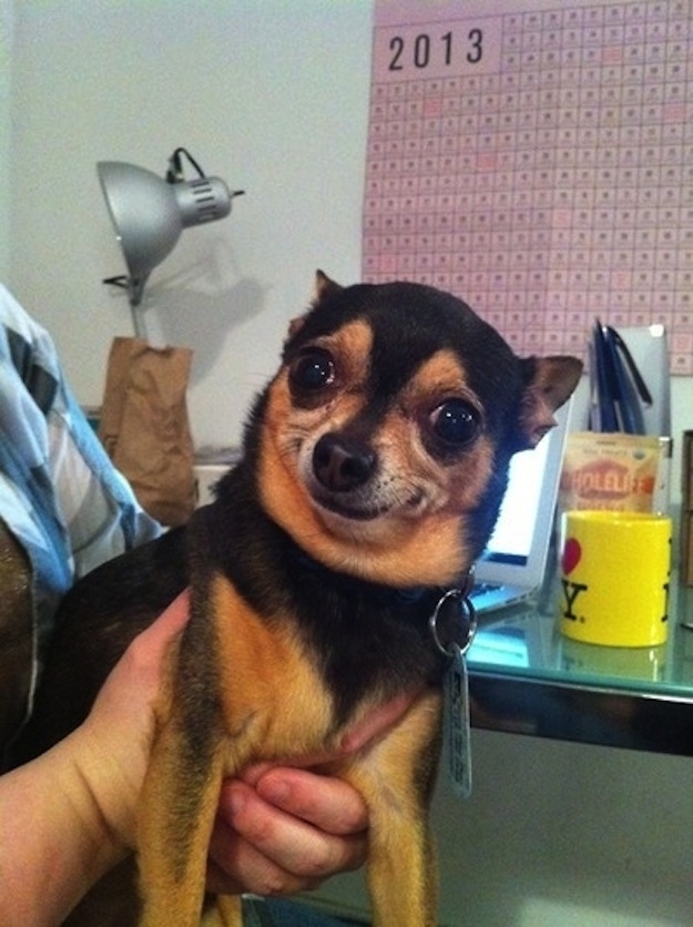 смешные собаки, смешные моменты с  собаками 