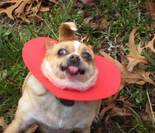 смешные собаки, смешные моменты с  собаками 