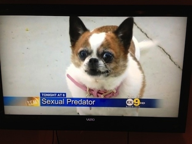 Уморительные, смешные, собаки, моменты,  жизни, анимация, гифки