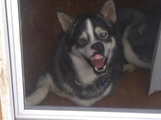 смешные собаки, смешные моменты с  собаками 