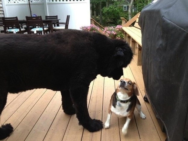 смешные собаки, смешные моменты с  собаками 