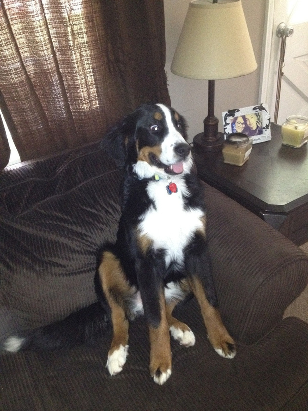 смешные собаки, смешные моменты с  собаками 