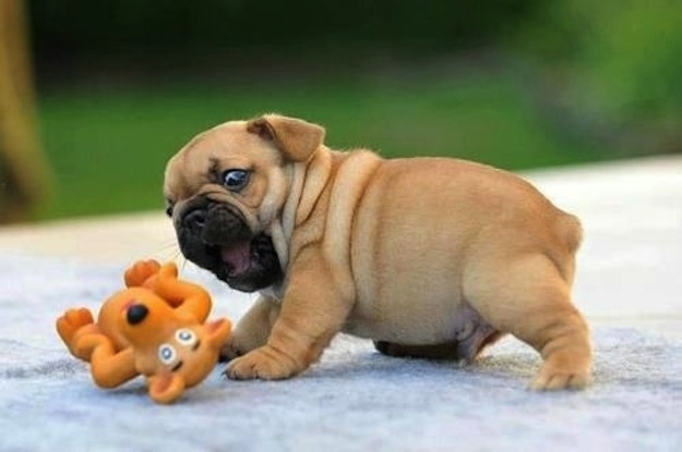 смешные собаки, смешные моменты с  собаками 