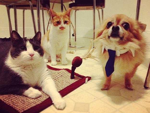 смешные собаки, смешные моменты с  собаками 