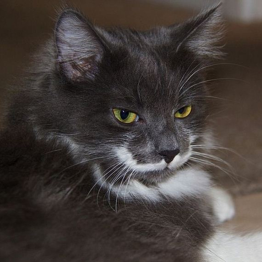 Кот Гамильтон - хипстер с модными усами Кот, Гамильтон, хипстер, с модными, усами