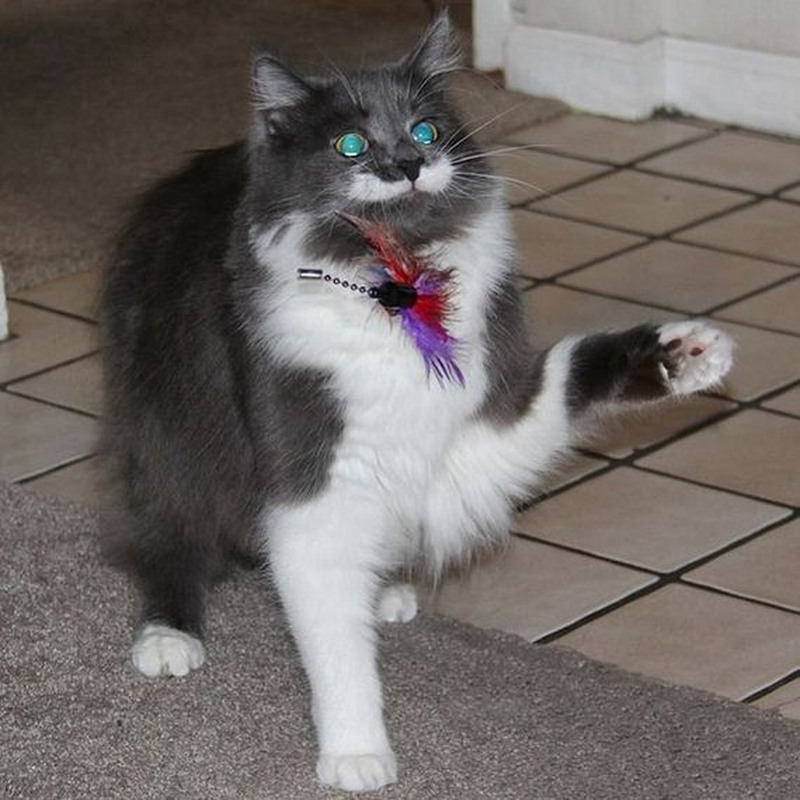 Кот Гамильтон - хипстер с модными усами Кот, Гамильтон, хипстер, с модными, усами