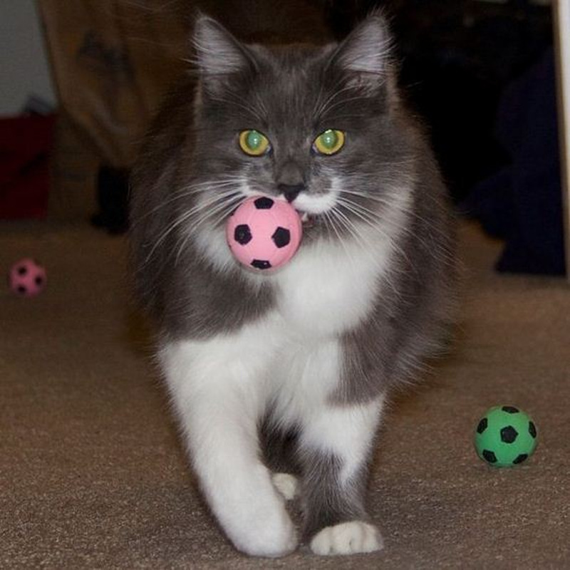 Кот Гамильтон - хипстер с модными усами Кот, Гамильтон, хипстер, с модными, усами