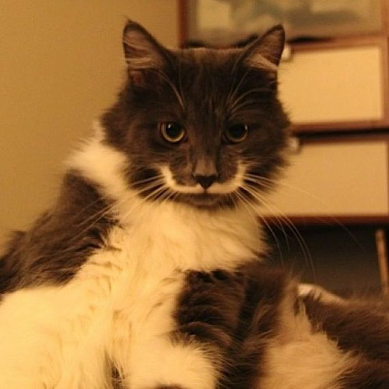 Кот Гамильтон - хипстер с модными усами Кот, Гамильтон, хипстер, с модными, усами